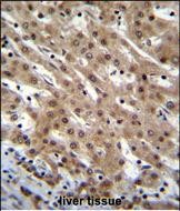 IHC-P - PNN Antibody (Center) AP11555C